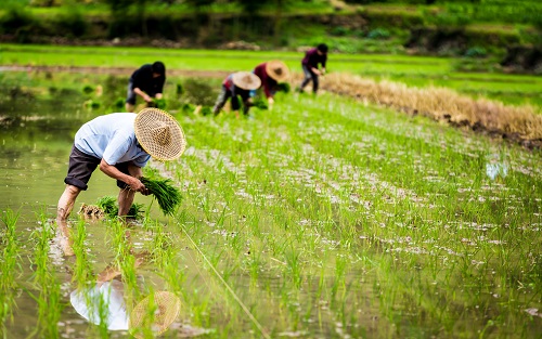 土壤水分測定儀為差異化節水灌概提供依據
