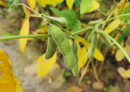 大豆種植不景氣？土壤養(yǎng)分測(cè)試儀找到了新出路