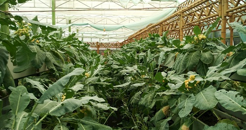 大棚土壤鹽漬化會對蔬菜種植（根、葉、果）帶來哪些危害？