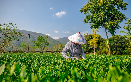 現代精細農業耕作中常用的土壤工具---多參數土壤測量儀智慧種植