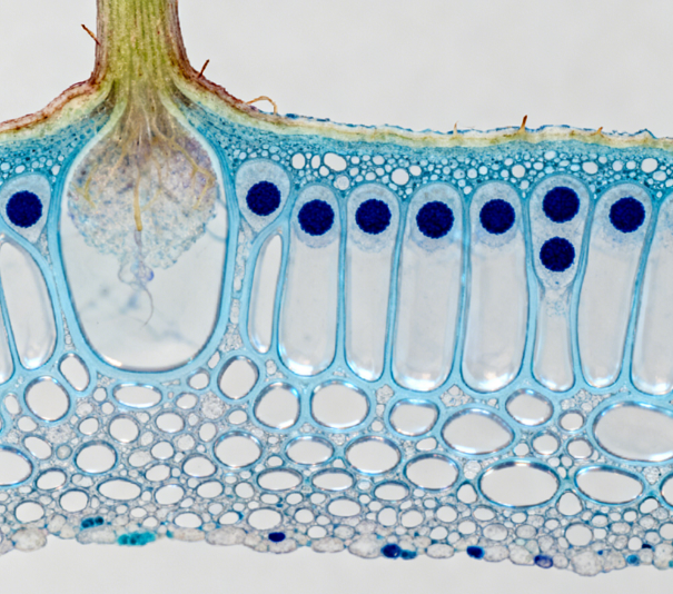 超聲波細胞破碎儀